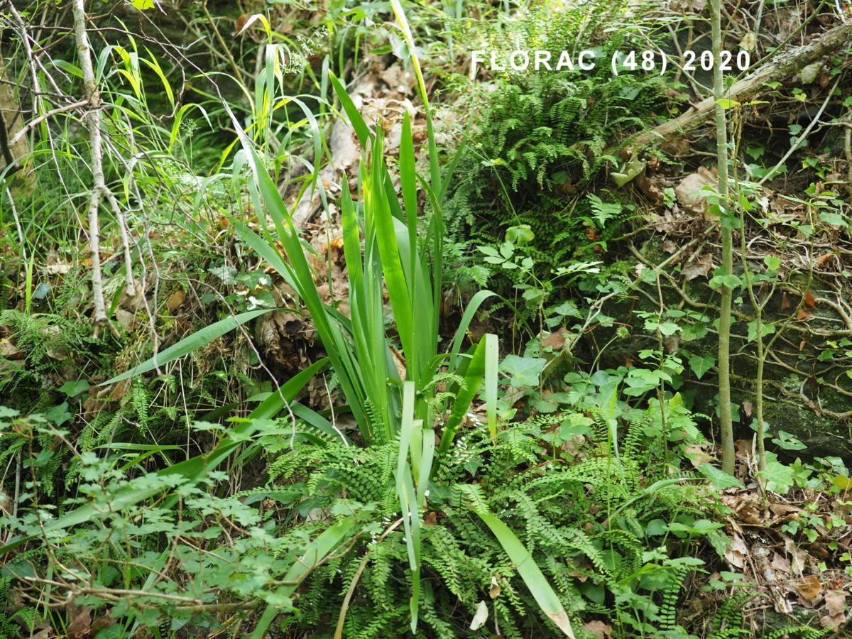 Iris, Stinking leaf